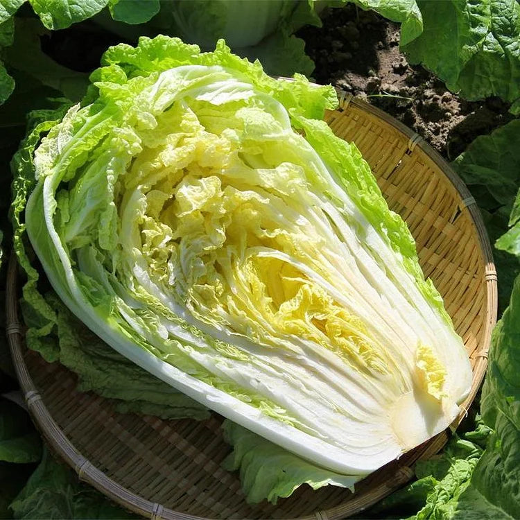 Cabbage Organic Seeds